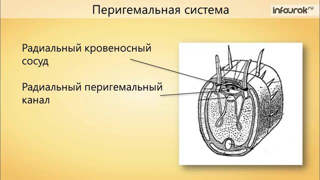 27. Тип Иглокожие