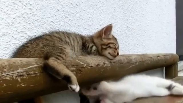 Очень милые котята!!!Просто море позитива!!!