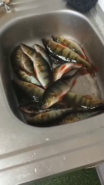 окунь