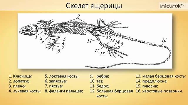 33. Общая характеристика класса Пресмыкающиеся