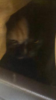 кус, простите что долго не было только не кидайтесь тапочками