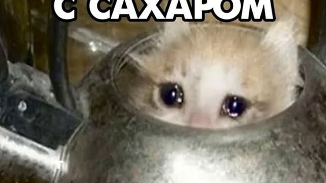 Вам чай с сахаром или с моими слезами#мем#кот#кошка#котёнок#котики#животные#cat#kitten#RUTUBE#рутуб