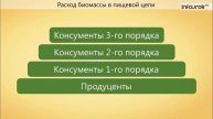 65. Цепи питания. Поток энергии