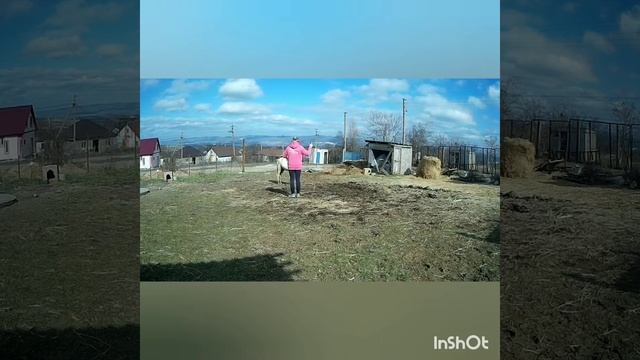 Работа в руках с молодняком.