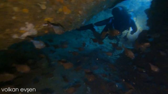Alanya Tüplü Dalış | Tünel Dalış Bölgesi | Scuba Diving