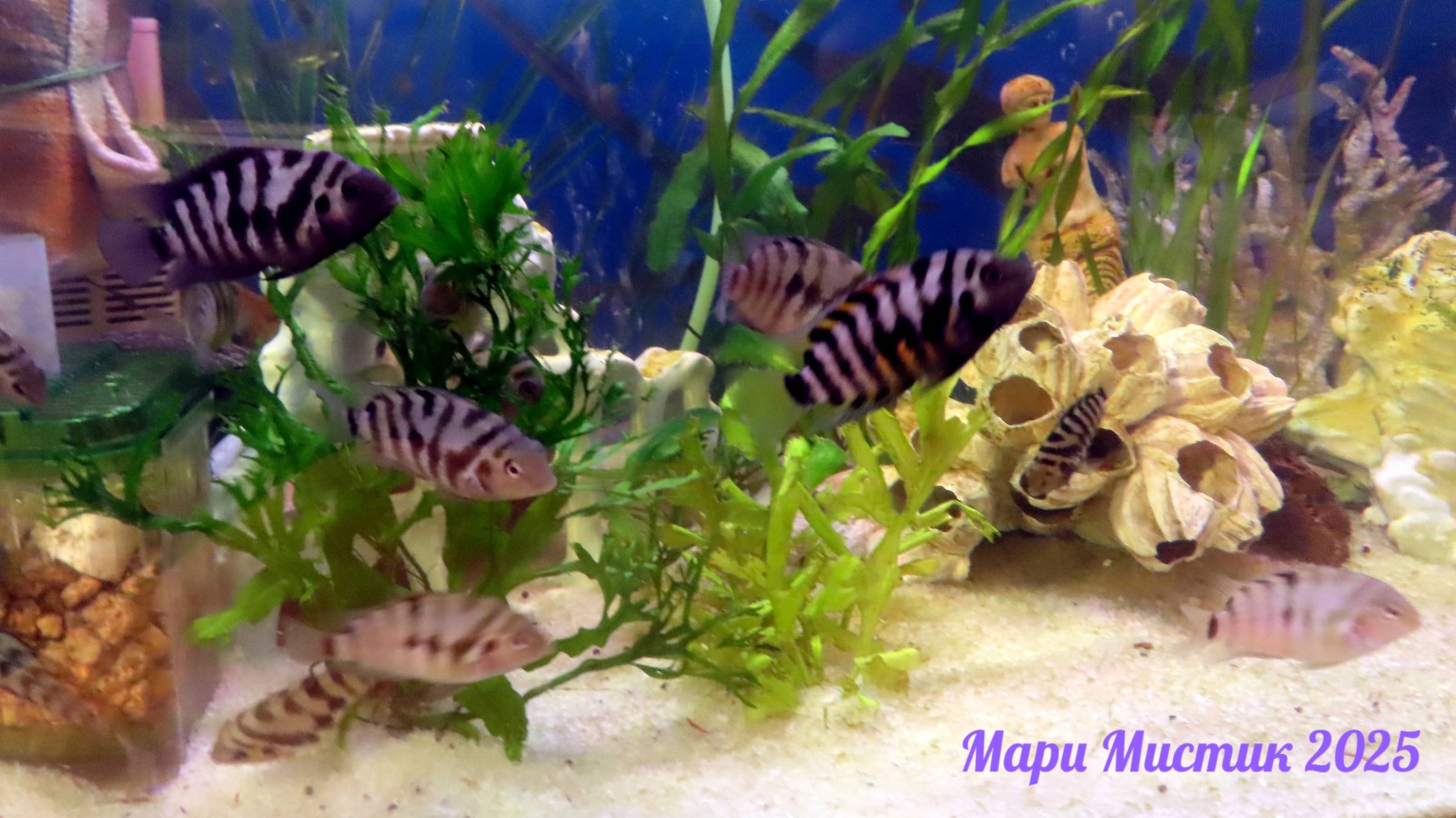 КАК подросли #МАЛЬКИ_чернополосой_ЦИХЛА3ОМЫ ? 09.03.25 #аквариум #рыбки_аквариумные