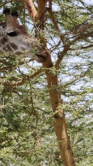Giraffe feeding on the Acacia Tree