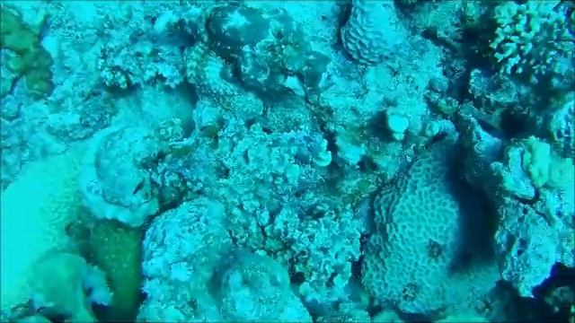 Diving at Aqaba   Jordan Oct 2016