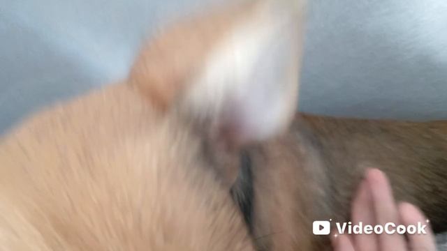 МЫ СТАЛИ СПЕЦАГЕНТАМИ и УКРАЛИ ЛИЗУ 😱