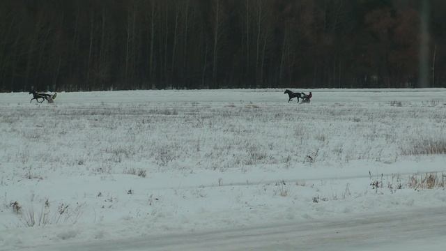 24.12.2022 г. 3-й заезд 2-х лет