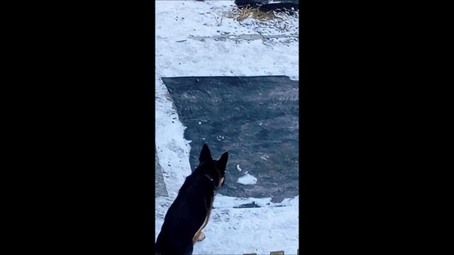 Овчарка. Собака. Том..