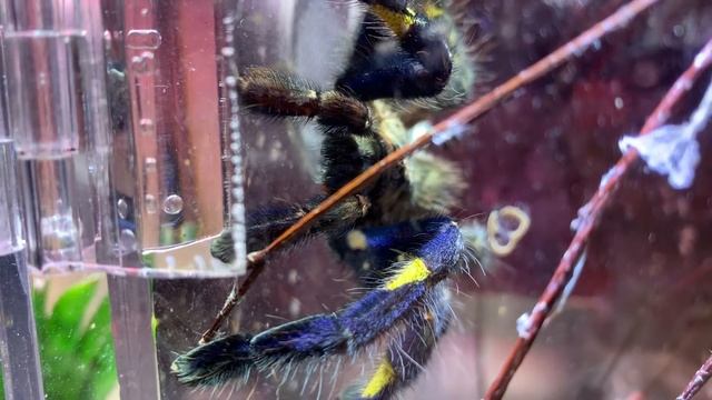 Poecilotheria metallica male drumming