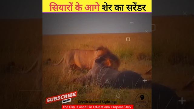 FACTIND-10: Lion Ran Away Due To Jackals !!  #fact #shorts #amazingfacts