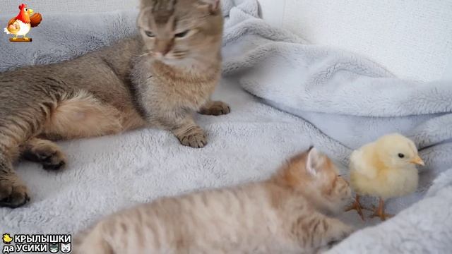 Утята и Цыплята - Кошки и котята (251) Хвостики да Усики ❣️🐥🥰