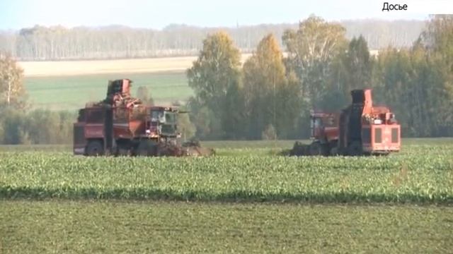 Урожай свеклы в Алтайском крае бьет рекорды