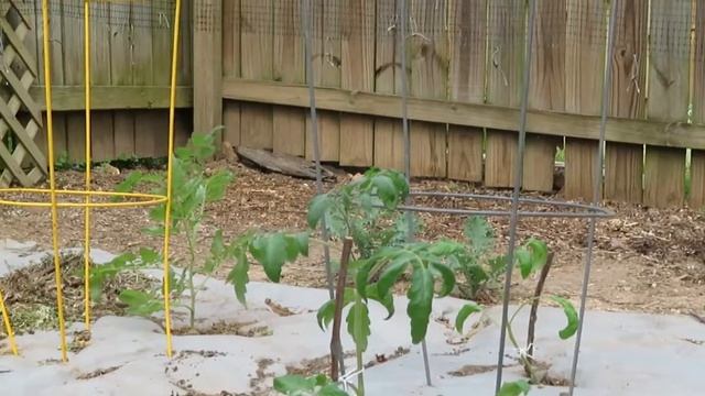 Growing Donut Plants Tomato Plants - 05