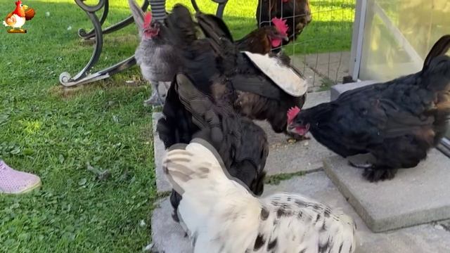 Идеальное птицеводство достойно восхищения 🐓🦆🦢🦚🦃🐔 эпизод (93)