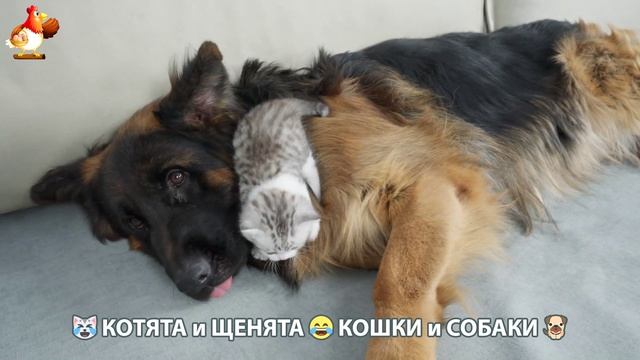 Котята и Щенята 😹 Кошки и Собаки ❣️🥰😂 (8)