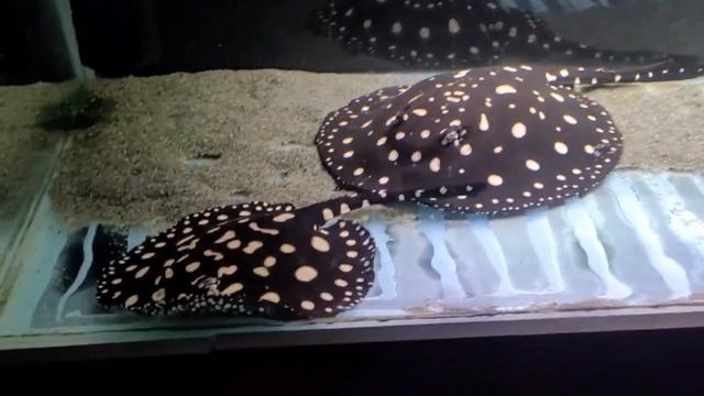 В гостях у Унанян Григория город Курск.