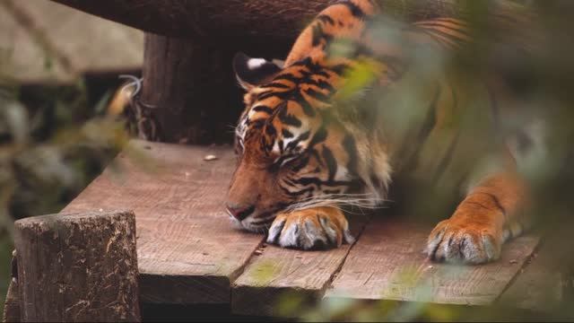 ВИДЕО 8K HDR ДИКАЯ ПРИРОДА В ВЫСОКОМ КАЧЕСТВЕ [8K HDR]
