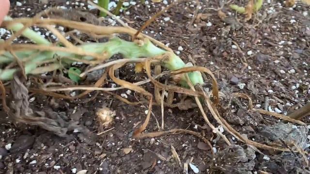 Garden Tour Week 13 - Zone 8b/9a - Urban Garden/Homesteading