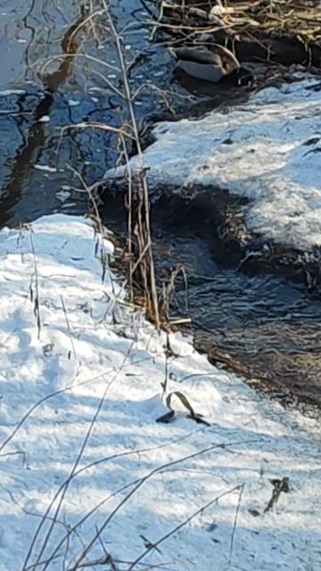 Воронежское водохранилище