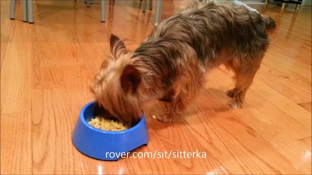 Polo's stay with Dog Sitter "Ka" 1/9/2016 Rover.com (NYC)