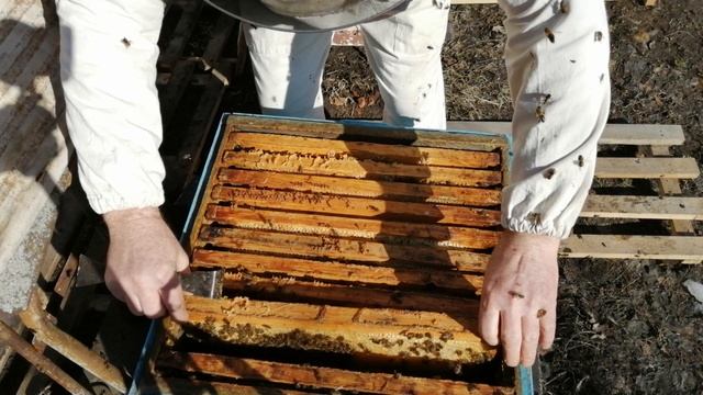 Беглый мартовский осмотр пчёл с сокращением гнезда