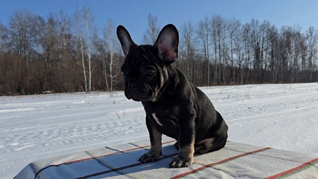 Французский бульдог