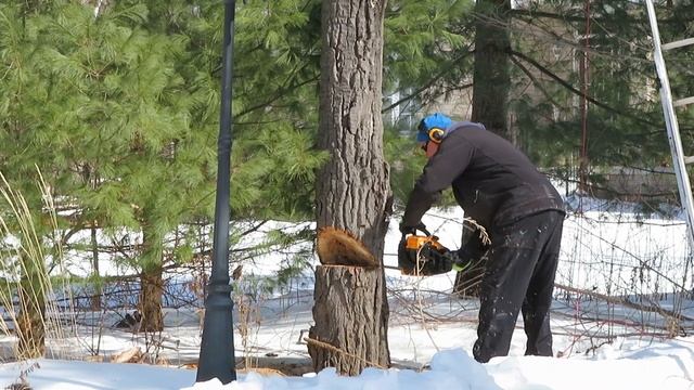 Safe way to cut the tree. безопасно спилили дерево.  Быстро и правильно.