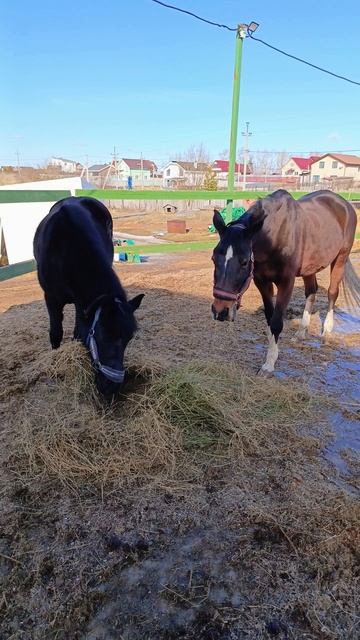 Наоми с Флейтой обедают. #horse #наоми #флейта #kskcasper
