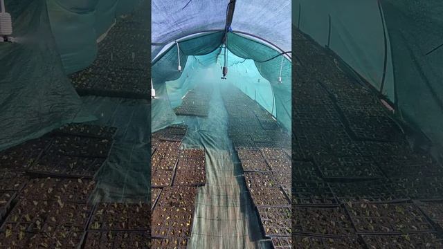 рассада клубники