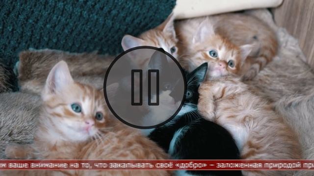 10.03.2025 Интересные факты. Лоток для котёнка