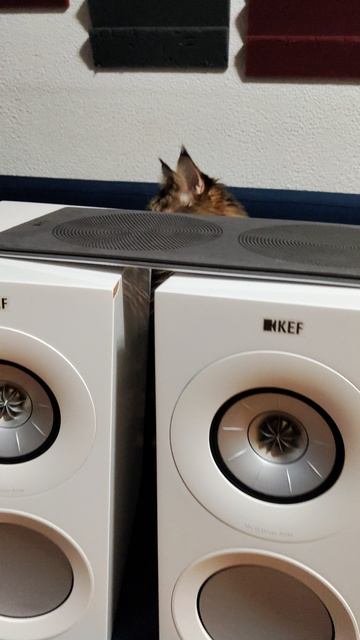 kef r3 продаю за 78800рубл т89117229793 тг@hifistereoorg тг-группа https://t.me/stereohifi