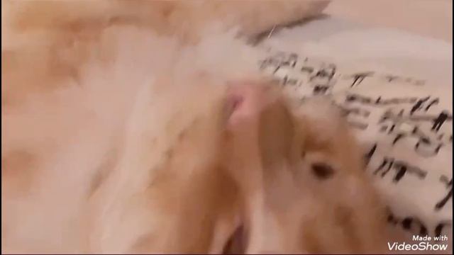 Топ моих любимых персонажей по Котам Водителям (будет 2 часть)