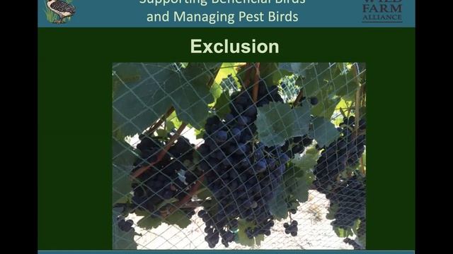 Supporting Beneficial Birds and Managing Pest Birds in Vineyards