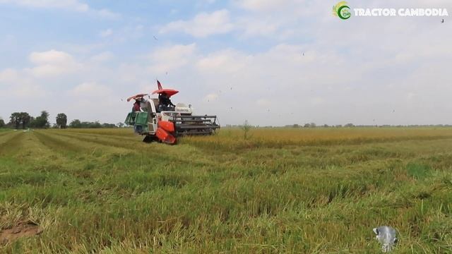 Awesome Rice Harvester Working Skills Machine | Technology Agriculture Crop Machine Equipment