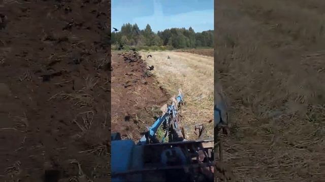 Пашня овсянища ХТЗ 17221 с плн 4-35
