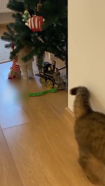 кошка инди прикол