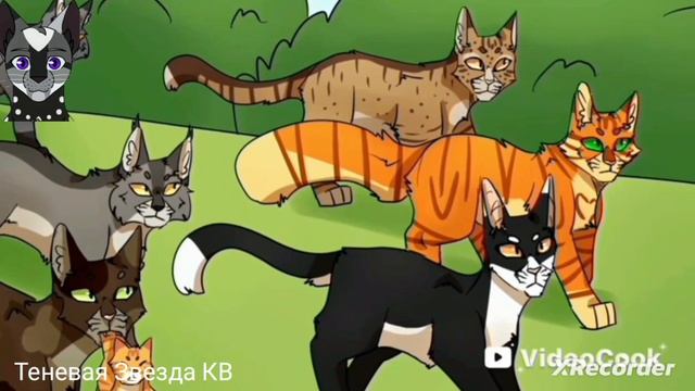 коты воители Звездный луч клип воин ветра котывоители клип ТеневаяЗвездаКВ