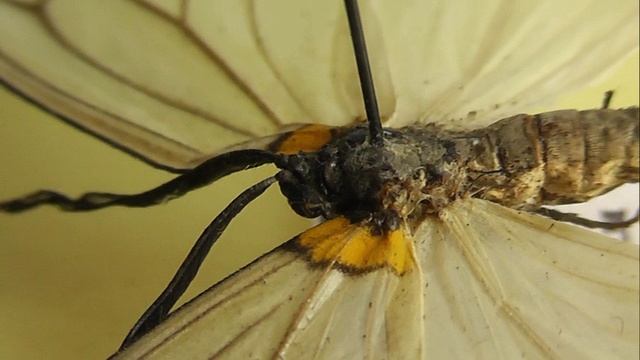 ИЗ МИРА: 152. Elcysma westwoodii (эльцизма вествуда)