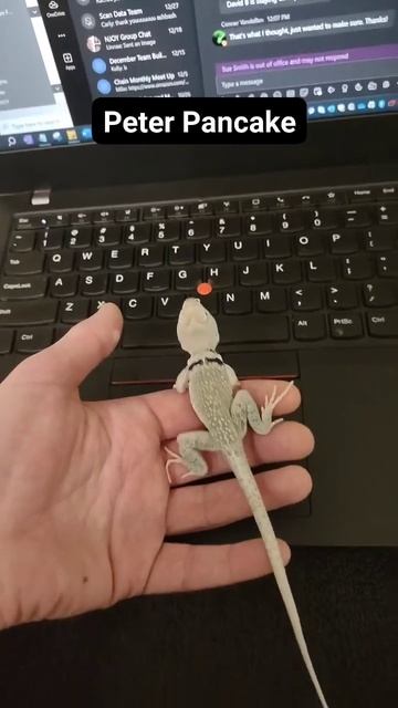 collard lizard Pan & Tink free roam time #collaredlizard #reptiles
