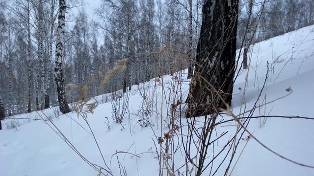 Зимний лес. Пасмурно