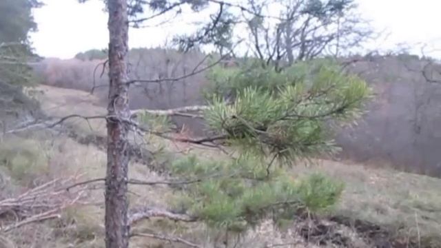 7 ноября 2018 г., ездили за сосной с отцом