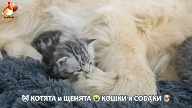 Котята и Щенята 😹 Кошки и Собаки ❣️🥰😂 (7)