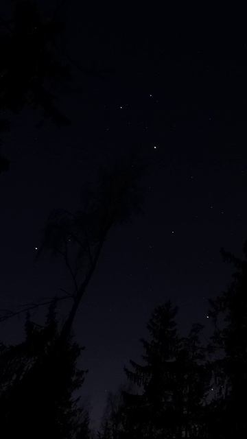 ночной таймплапс в лесу