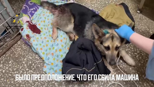 На помощь собакену Фэбу!