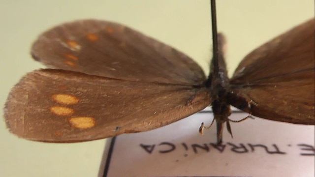 ИЗ МИРА: 153. Erebia turanica (чернушка туранская)
