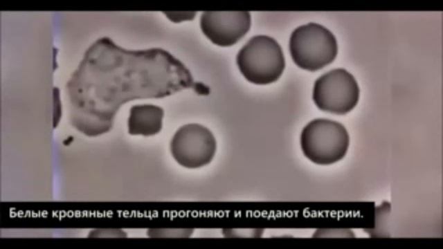 Смотрите как работает иммунитет человека