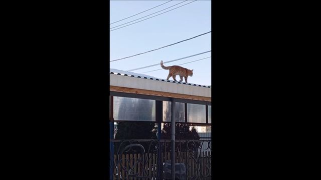 Кот. Фокс.